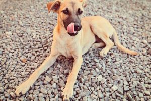 Portul Constanta cauta solutii pentru cainii fara stapan. Licitatie de aproape 300.000 de lei lansata de APMC (DOCUMENT) 