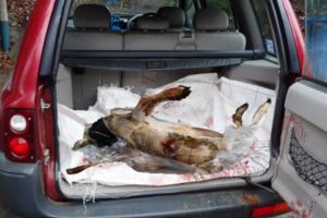 Focşănean prins la braconat! Bărbatul împuşcase un căprior la Vrâncioaia