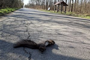 Apel către şoferii care circulă prin Pădurea Ceala, după ce o veveriţă a fost lovită de o maşină