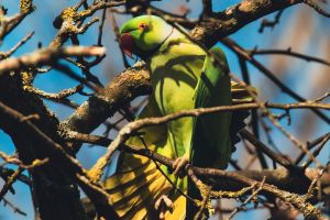 VIDEO Pasăre exotică, observată în Parcul Crâng. Papagalul Micul Alexander atrage atenţia buzoienilor