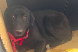 FOTO. Primaria Constanta: Lulu si-a gasit o familie! O constanteanca a adoptat un catel din adapostul municipal