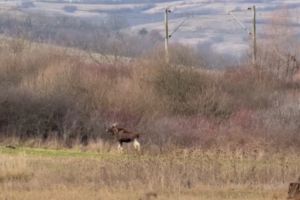 VIDEO. Elan văzut în România după 200 de ani. Specialiştii vorbesc despre o posibilă revenire