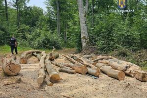 Percheziţii pentru furt de lemn în Bihor: trei bărbaţi reţinuţi după tăieri ilegale în pădurea din Brusturi