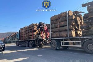 Transport ilegal de lemne depistat lângă Beiuş: peste 41 de metri cubi confiscaţi, autotrenul indisponibilizat