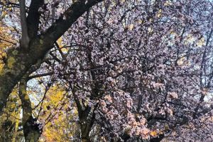 Ce facem astăzi, 17 martie 2026, în Timişoara?