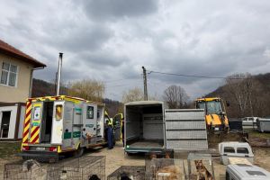 Ce avantaje sunt dacă îţi sterilizezi câinele din gospodărie