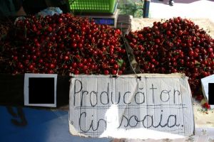 Au apărut primele cireşe de la Cireşoaia. Cât costă şi cât timp le vom găsi pe piaţă