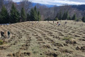 Campanie de împăduriri de primăvară la Săcele: Peste 46.500 de puieţi vor fi plantaţi pe o suprafaţă de 10,51 hectare