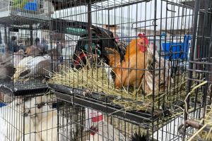 Măsuri ferme pentru respectarea legislaţiei privind protecţia animalelor