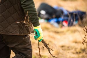 Acţiune de împădurire: în zona Parcului Industrial se vor planta 4.000 de puieţi