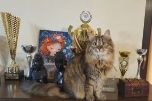 Campioni felini din toată Europa participă la Salonul Internaţional SofistiCAT