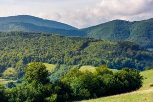 Direcţiile Silvice Harghita, Covasna şi Braşov vor fi integrate într-o structură silvică regională, cu sediul la Sfântu Gheorghe