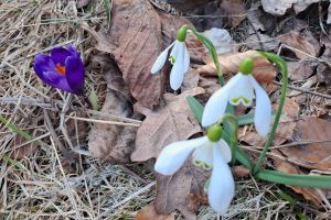 Cu paşi mici, primăvara îşi face simţită prezenţa în Munţii Rodnei