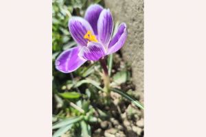 #ConstantaEsteBine: ​18 martie 2026. Primavara ne duce cu gandul la cele mai frumoase energii si emotii