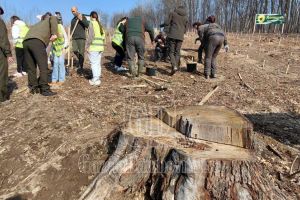 10.000 de puieţi de stejar şi frasin au fost plantaţi la Bucşani, în debutul Lunii Pădurii