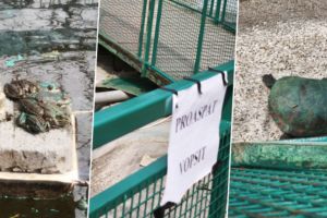 Broaşte „asortate” cu gardul proaspăt-vopsit la balta din Parcul Pădurice