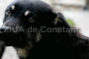 Cumparari directe Constanta: CC Vet Grup SRL castiga de la Primaria Comana contractul pentru gestionarea cainilor fara stapan (DOCUMENTE)