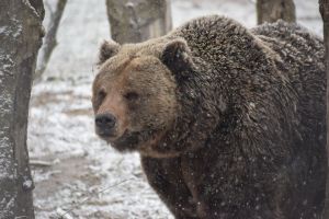 S-a stabilit cota de intervenţie preventivă pentru urs în 2026. Aproape 860 de animale vor fi ucise