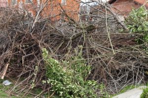 Campanie gratuită de colectare crengi în Prejmer