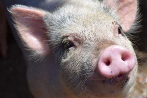 Focar de pestă porcină africană confirmat în Timiş. Autorităţile impun măsuri stricte de restricţie şi supraveghere