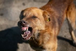 Alertă sanitar- veterinară în municipiul Botoşani! Caz de rabie într-o gospodărie