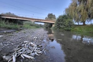 Microplasticul, posibil şi în peştii din râurile Sibiului: specialiştii spun că ”somnul este cel mai afectat”