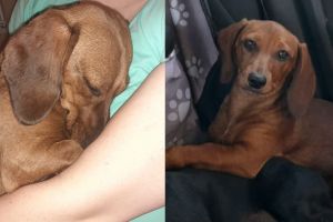 S-a pierdut Mica: stăpâna oferă o recompensă de 100 de euro