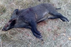 Situaţie gravă! Nu mai puţin de 7 porci mistreţi au fost găsiţi morţi, astăzi, în judeţul Botoşani