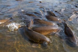 Râul Jiu va fi populat cu două tone de crap