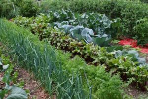 Agricultura pe înţelesul tuturor – Perioada de vegetaţie, recoltare şi producţia potenţială a legumelor în grădina familială