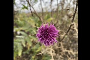 #ConstantaEsteBine: 19 martie 2026. Luna noua in Pesti, cu doar doua zile inainte de Echinoctiul de primavara