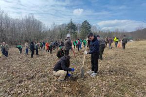 FOTO A început „Luna pădurii” la Botoşani. Zeci de hectare de teren vor fi împădurite. În ce localităţi vor avea loc cele mai multe lucrări
