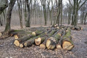 Furt de lemne depistat în pădurea din Abram: Peste 120 de copaci au fost tăiaţi ilegal