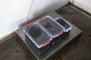 Aproape 20 kilograme de icre negre, depistate de politistii de frontiera in judetul Constanta