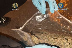 Captura de canabis la Galati: FOTO. Un barbat de 37 de ani, prins in flagrant dupa ce a primit un colet din Spania