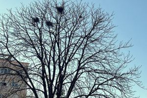 Ciorile au pus stăpânire pe încă un parc din Sibiu. Oamenii nu mai pot ieşi la plimbare: ”E plin!” / foto