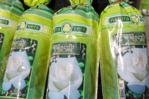 FOTO: Primaria Constanta da startul campaniei de primavara! Peste 20.000 de plante vor infrumuseta orasul