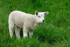 Mai scump cu 10 lei. Ciobanii bihoreni spun că mielul de Paşti va ajunge în piaţă la circa 55 lei pe kilogram