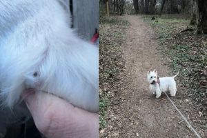 Căpuşele au revenit în două dintre cele mai populare zone ale Sibiului: câinii, primele victime, dar nici oamenii n-au scăpat / foto