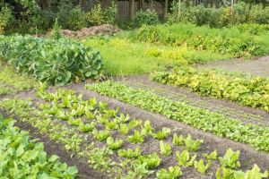 Agricultura pe înţelesul tuturor – Rotaţia culturilor legumicole