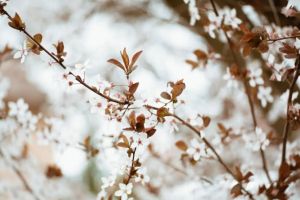 20 martie 2026. Echinoctiul de primavara marcheaza inceputul oficial al primaverii