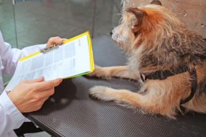 Acte necesare pentru adoptia sau revendicarea cainilor din Adapostul Public de Animale Abandonate Constanta