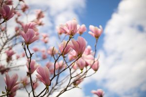 Vremea în aprilie: temperaturi normale şi ploi în sudul ţării