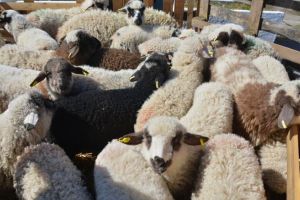 DSVSA anunţă verificări înainte de Paşte: vânzarea de carne, miei şi iezi, atent monitorizată în Satu Mare