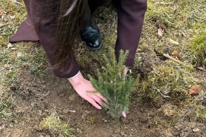 Pădurile din Caraş-Severin prind rădăcini noi