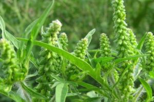 Primăria Arad anunţă controale pentru identificarea terenurilor infestate cu ambrozie