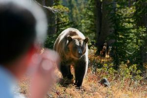 Pagube de aproape un milion de lei produse de urşi şi lupi în Braşov, în 2025