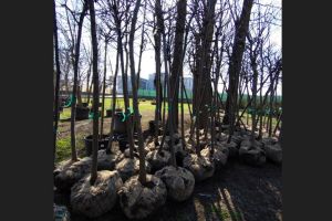 Se planteaza copaci la Palatul Copiilor Constanta! Ce reguli trebuie sa respecte voluntarii