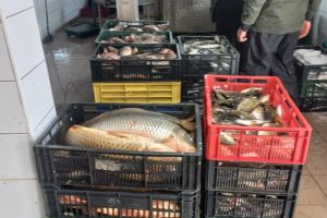 FOTO. Actiuni ARBDD de verificari la punctele de debarcare si centrele de prima vanzare din Rezervatia Biosferei Delta Dunarii 