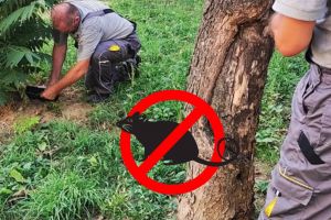 Deratizare de amploare în tot municipiul Satu Mare, timp de 5 zile. Ce trebuie să ştie fiecare locuitor